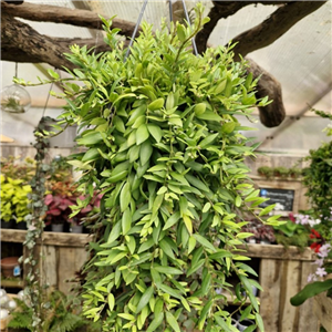 Aeschynanthus Japhrolepis (Hanging Pot)